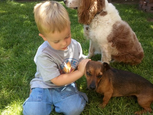 kid with dogs picture