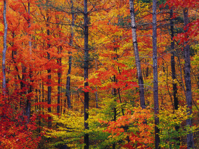 blazing fall colors picture