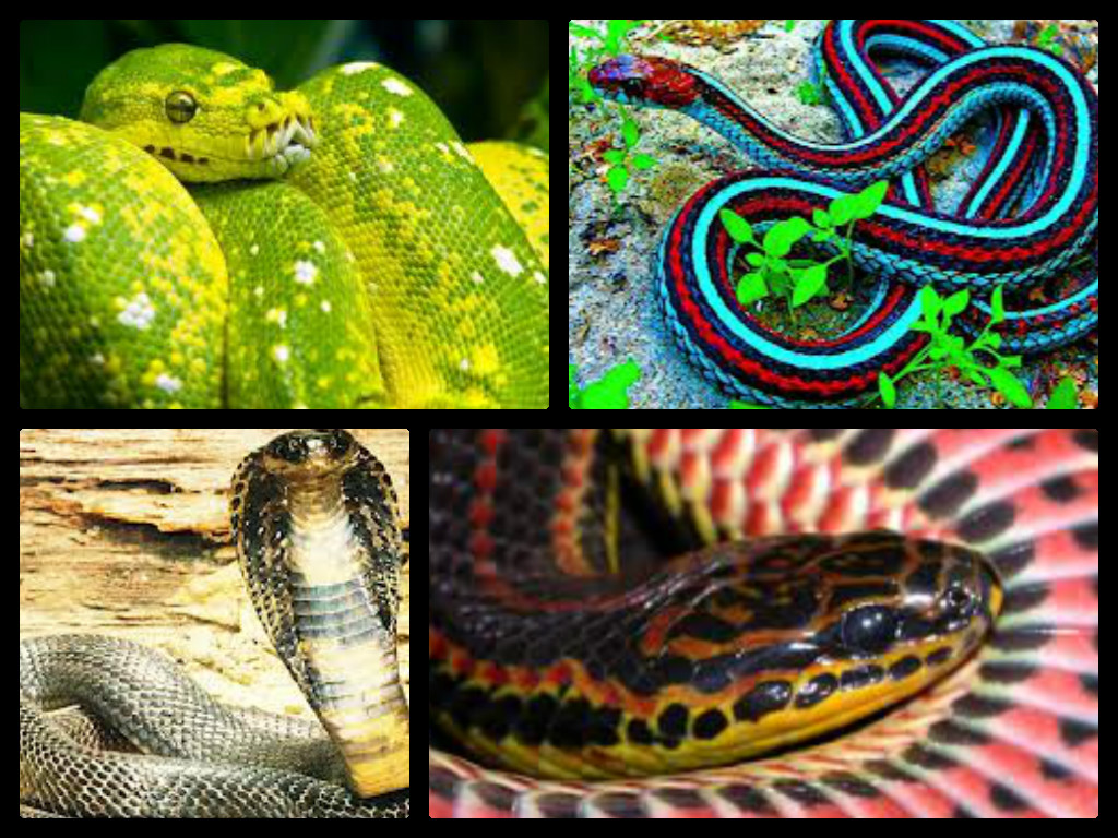 snake pictures
