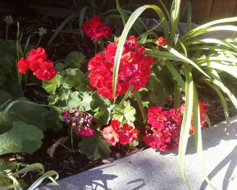 red geranium flowers