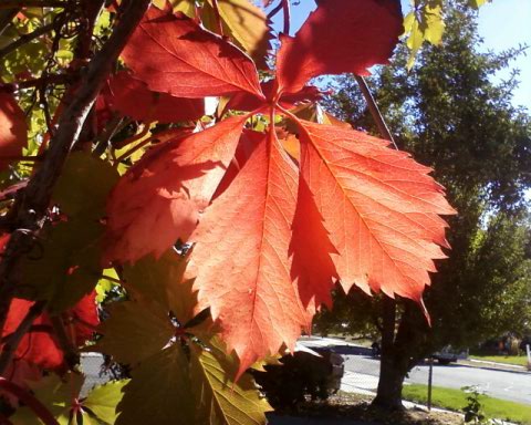 amazing fall colours