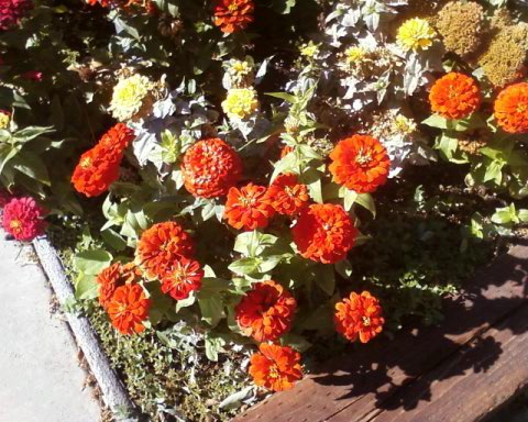 zinnias flower