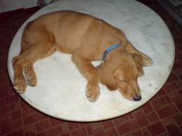 cute golden retriever sleeping pictures