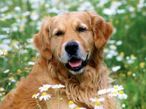 golden retriever pictures