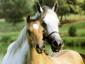 beloved-horses